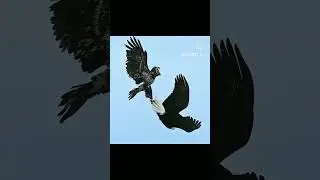 perigine falcon vs Eagle#prime#sigma#birds#falcon#eagle
