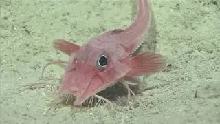 Armored Searobin: 2019 Southeastern U.S. Deep-sea Exploration