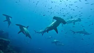 Diving in Galapagos - September 2023