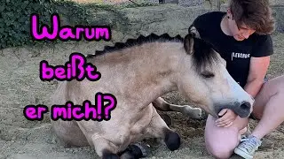 Warum beißt er mich? 🦄 Entspanntes Sommerprogramm mit Bae
