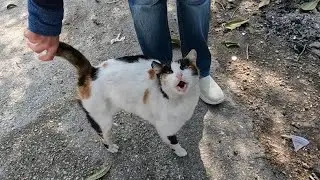 Chatty cat is talking to me with its trilling meows