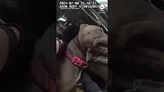 Florida police smash window to rescue dog from hot car