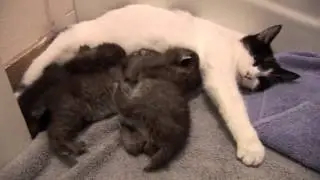 BOBCAT KITTENS adopted by house cat!