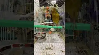 كناري مسابقات حقيقي لعشاق الاحتراف
