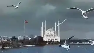 Шейх Шамиль Аш-шишани