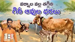 వర్షాల వల్ల తగ్గిన గిరీ ఆవుల ధరలు | Quality Gir Cows in Malakpet Hyderabad 