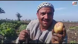 الفدان ينتج 10 أطنان والحصاد مستمر.. بطاطس المنيا منورة الغيطان