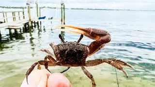 Fishing Tight Structure With Live Fiddler Crab & Caught This! (Catch & Clean)