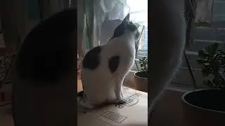 猫の狩猟本能クラッキング