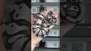 Pastel VPI Axanthic dbl het Clown / Pied #ballpythonbreeder #ballpython #ballpythonmorphs #axanthic