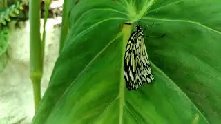 Museum Of Natural Science - Beautiful Butterfly Exhibit 4K 2018