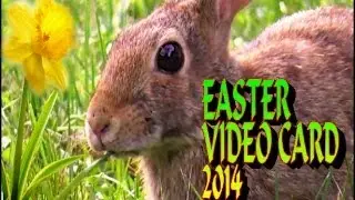 Easter video card 2014 HD