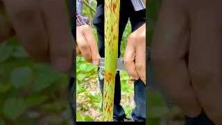 The Sound of Cutting Bamboo Shoots is So Relaxing! #satisfying #farming