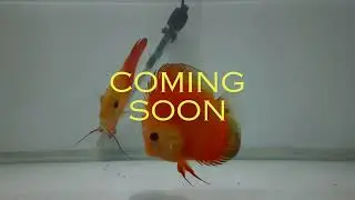 discus fish keeping-complete care guide #discusfishlover #breeder #discuskeeper @DISCUS-HOBBYIST 