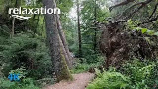 Hiking to Delaware Water Gap Sunfish Pond via Dunnfield Creek & Appalachian Trails【Relaxing】