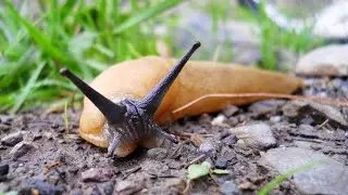 🐛 Life Under a Log! | NATURE CHALLENGE #7