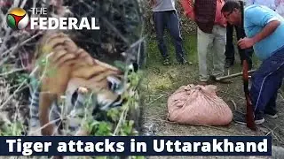 Tiger kills two men in Uttarakhand; night curfew in 25 villages | The Federal