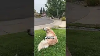Every Day, This Elderly Man Visits His Best Dog Friend 🐾❤️