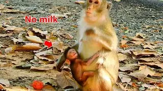 MILLION SAD, ANNA REJECT MILK TINY BABY ARIANA