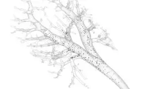 Particles in Rat Lungs