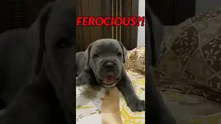 CUTEST Cane Corso Attack Ever 😱❤️#shorts