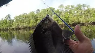 A Saturday Morning Catching Big Bream And Shellcracker 6/1/2024.
