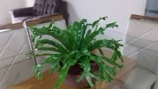 Aspl&ecirc;nio,Samambaia ninho de passarinho .