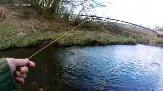 First Wild Brown Trout of the New Season #browntrout #flyfishing #smallstream #klinkhammer