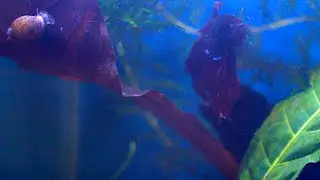 Pond snails & betta splendens daily routine