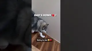 Pomsky 🐕 waits All Day for his bestie, Dad ❤️🥹