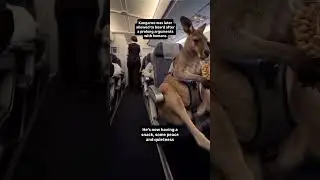 Finally Kangaroo was allowed to Onboard | AJXPlanes