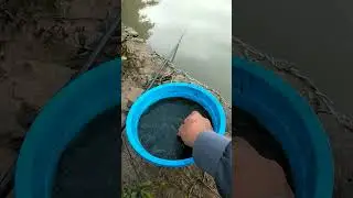 tutorial masang umpan lumut kail satu,teknik plintir