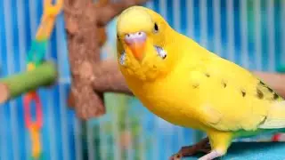 BEST Parakeet/budgies Singing Help the LONELY parakeets (eating some veggies too!)