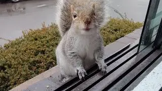 What does Smoothie the squirrel love more than nuts?