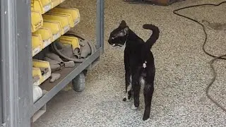 Hello cat's butt! Hungry stray cat shows up for food!