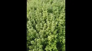 #مشاريع #زراعية #مربحة #الزعتر #الأخضر Thyme#