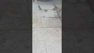 Cận cảnh chim sẽ nhỏ rủ nhau ăn s&aacute;ng #chim #chim sẽ #birds #thi&ecirc;n nhi&ecirc;n #an nhi&ecirc;n #vui vẻ #động vật