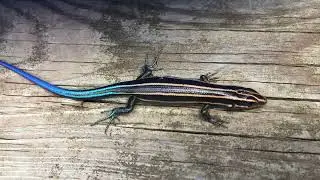 Blue tailed lizard finally!!!