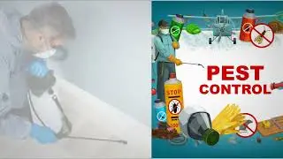 Professional Pest Control Services in London