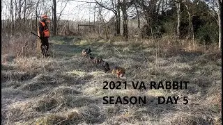 2021 VA RABBIT SEASON-DAY 5-EXCITING DAY OF VIRGINIA RABBIT HUNTING-SHOTS FIRED!!
