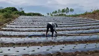 SMART FARMING METHODS: HOW FARMERS WATER TOMATO SEEDLINGS FOR MAXIMUM GROWTH!-farming techniques
