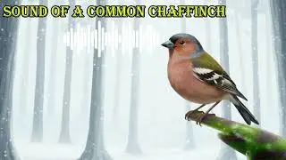 SOUND OF A COMMON CHAFFINCH 🔊 What does a common chaffinch sound