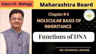 Molecular Basis of Inheritance  |12 Biology | Functions of DNA | Dr. Shankar Laware