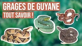 Grages de Guyane : Comment les différencier ?