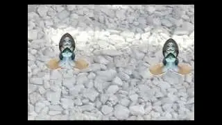 Due creature non identificate che strisciano sulle pietre