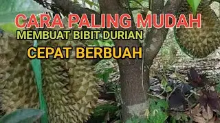 DURIAN CEPAT BERBUAH, DURIAN LOKAL JADI PREMIUM DENGAN TEKNIK SAMBUNG TUSUK YANG SUDAH TERBUKTI