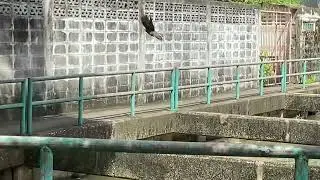 Bangkok - Dove on reling near Wat Pho Nimit Satit #bangkok #thailand #wat #bird #dove #temple