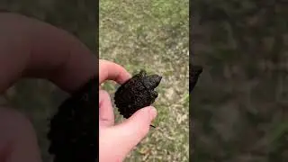 Caught a snapping turtle&hellip; #viralvideo #turtle #wildlife #shorts #snappingturtle