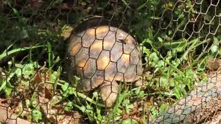 Las tortugas ahora viven en la voladera de mis pericos