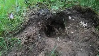 ANGRY UNDERGROUND YELLOW JACKET NEST